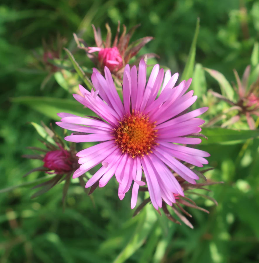 New England Aster, logo